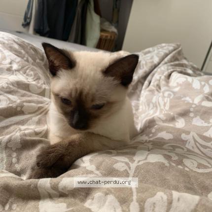 Photo 1/1 Chat retrouvé Perdu à Bordeaux
