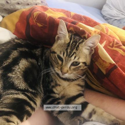 Photo 1/1 Chat retrouvé Perdu à Orleans