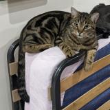 Photo de chat perdu à Hulluch