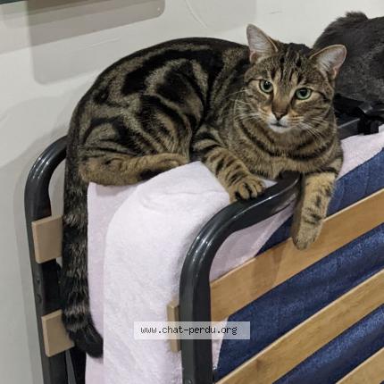 Photo 1/1 Chacal Chat perdu à Hulluch