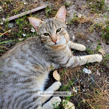 Photo 1/1 Chat retrouvé Perdu à Merignac