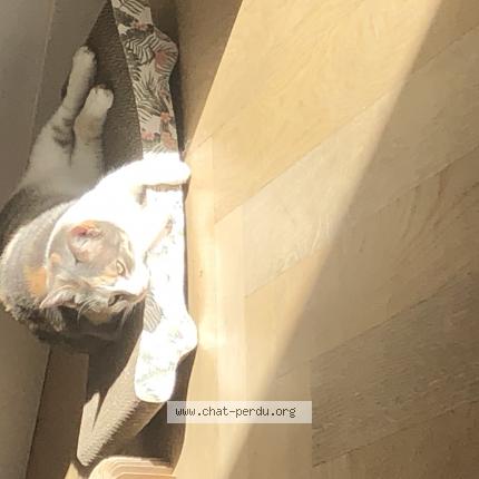 Photo 1/1 Chat retrouvé Perdu à Le Plessis Trevise