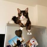 Photo de chat perdu à Maisons Alfort