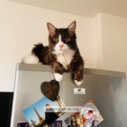 Photo 1/1 Chat retrouvé Perdu à Maisons alfort