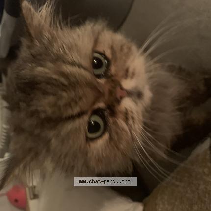Photo de chat perdu à Fonsorbes