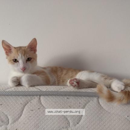 Photo 1/1 Chat retrouvé Perdu à Tours