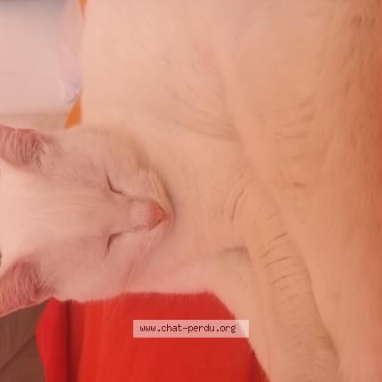Photo 1/1 Chat retrouvé Perdu à Bonnieux
