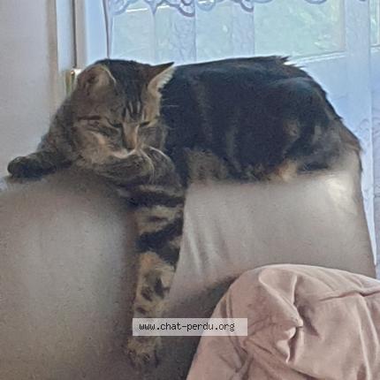 Photo 1/1 AYDEN Chat perdu à La grande paroisse