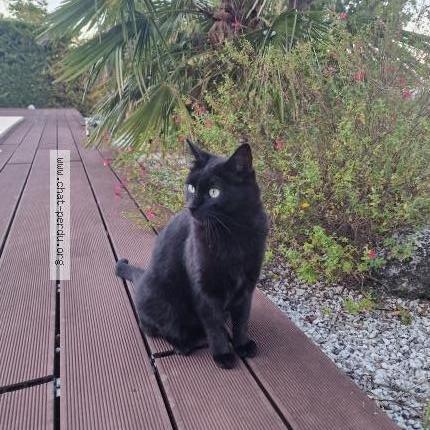 Photo 1/2 Chat retrouvé Perdu à Montauban