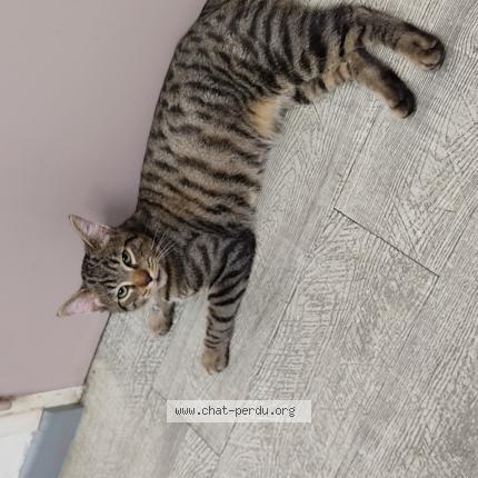 Photo 1/1 Chat retrouvé Trouvé à Le Pecq