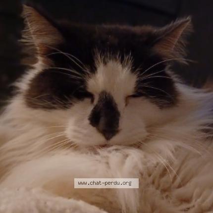 Photo 1/1 Chat retrouvé Perdu à Servian