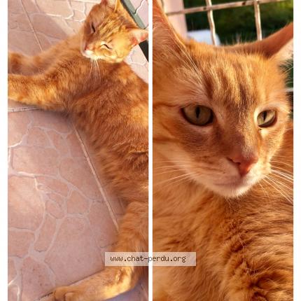 Photo 1/1 Chat retrouvé Perdu à Cosne Sur Loire
