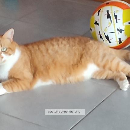 Photo de chat perdu à Vigoulet Auzil