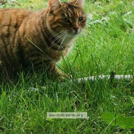 Photo 1/1 Chat retrouvé Perdu à Chartres