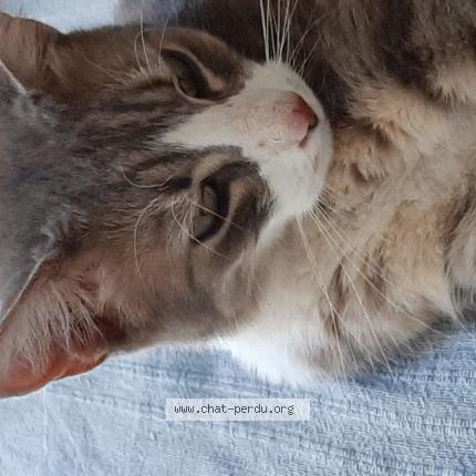 Photo 1/1 Chat retrouvé Trouvé à Nimes