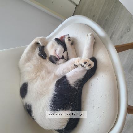 Photo 1/1 Chat retrouvé Perdu à Bourg