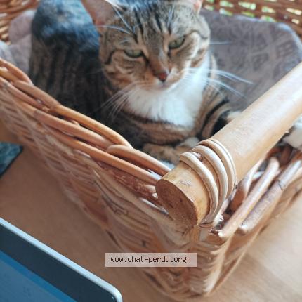 Photo 1/1 Chat retrouvé Perdu à Cergy