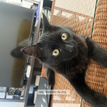 Photo 1/1 Chat retrouvé Perdu à Pau