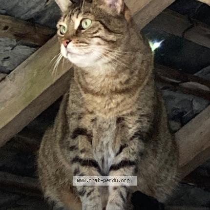 Photo 1/1 Chat retrouvé Perdu à Paris