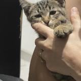 Photo de chat perdu à Rosny Sur Seine