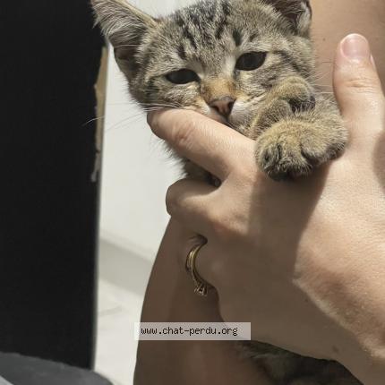 Photo 1/1 Chat retrouvé Perdu à Rosny sur seine