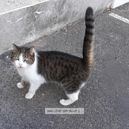 Photo de chat trouvé à Montpellier