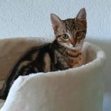 Photo de chat perdu à Chambrelien