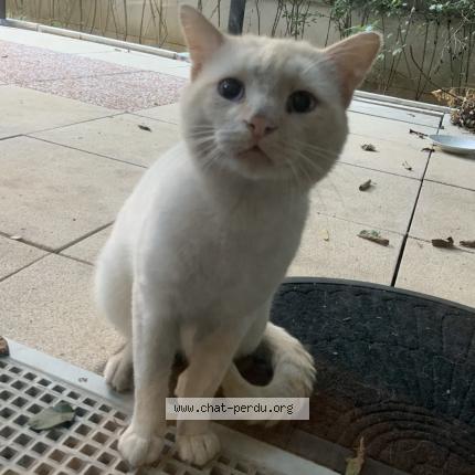 Photo de chat trouvé à Vitry Sur Seine