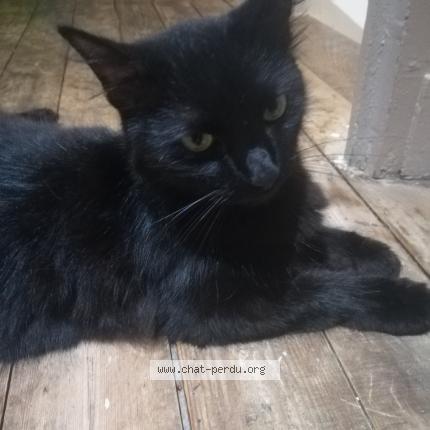 Photo 1/1 Chat retrouvé Perdu à Coutras