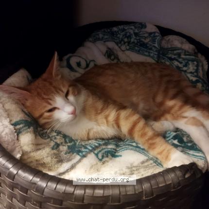 Photo 1/1 Chat retrouvé Trouvé à Angers