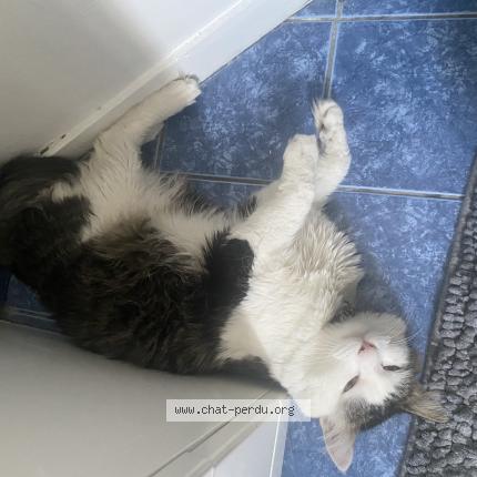 Photo de chat perdu à Grenoble