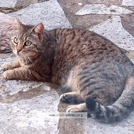 Photo 1/1 Chat retrouvé Perdu à Castillon Du Gard