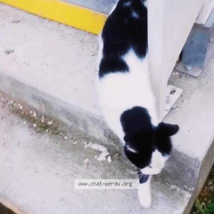 Photo 1/1 Chat retrouvé Trouvé à Saint Denis