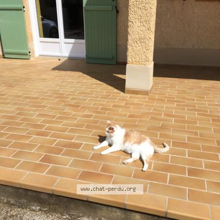 Photo de chat perdu à Cergy