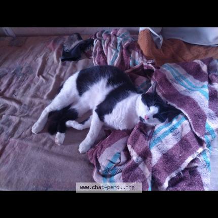 Photo de chat perdu à Verneusses