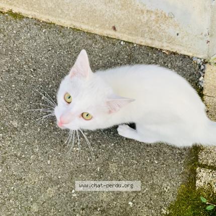 Photo 1/1 Chat retrouvé Trouvé à Sarzeau