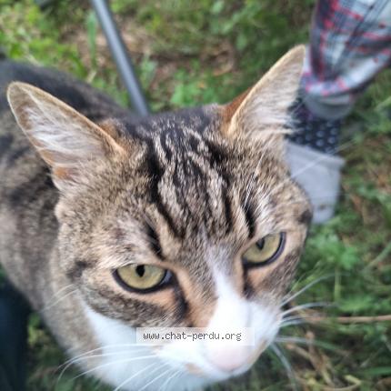 Photo 1/1 Chat retrouvé Perdu à Lyon