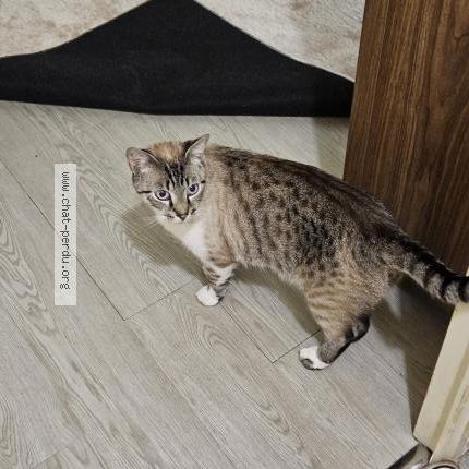 Photo 1/1 Chat retrouvé Perdu à Le Kremlin Bicetre