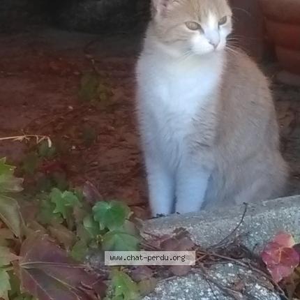 Photo 1/1 Chat retrouvé Perdu à Tarbes
