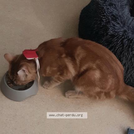 Photo de chat trouvé à Angers