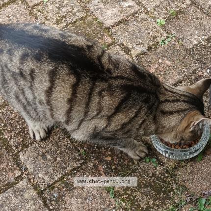 Photo de chat trouvé à Andreze