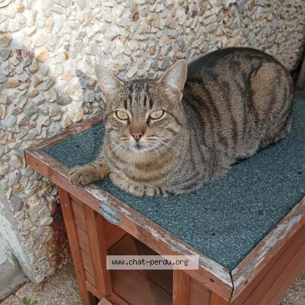 Photo 2/2 Chat retrouvé Trouvé à Andreze