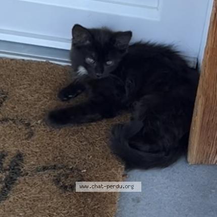Photo 1/1 Chat retrouvé Perdu à Annemasse