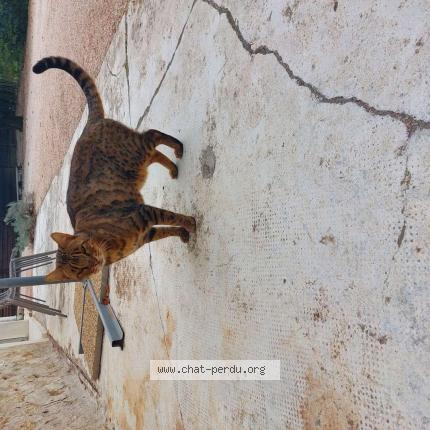 Photo 1/1 Chat retrouvé Trouvé à Cavaillon