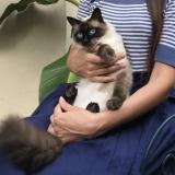 Photo de chat perdu à Versailles