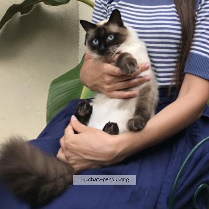 Photo 1/1 Chat retrouvé Perdu à Versailles