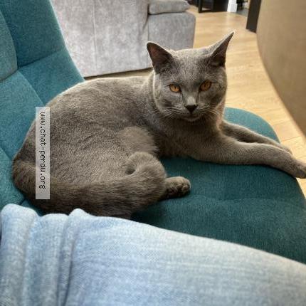 Photo 1/1 Chat retrouvé Perdu à Vertou