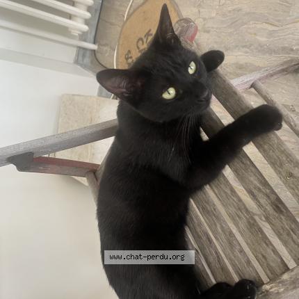Photo 1/1 Chat retrouvé Perdu à Ormesson Sur Marne