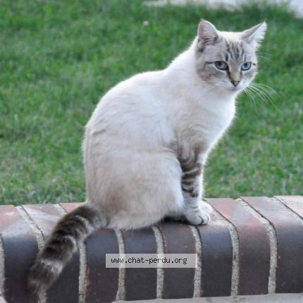 Photo 1/6 Tania Chat perdu à Tremblay les villages