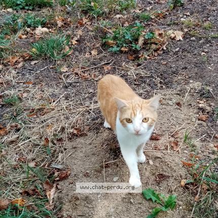 Photo de chat trouvé à Mainsat